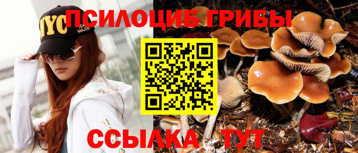 Псилоцибиновые грибы Psilocybe  Вход с VPN  Кызыл 